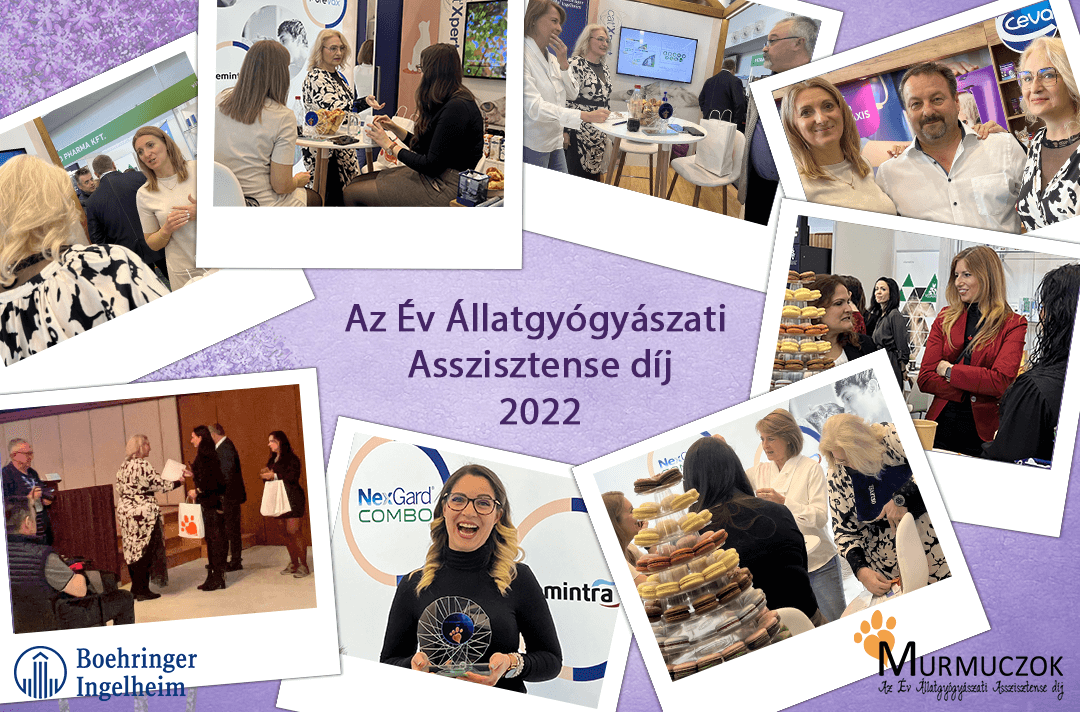 asszisztens-dij-2022-1