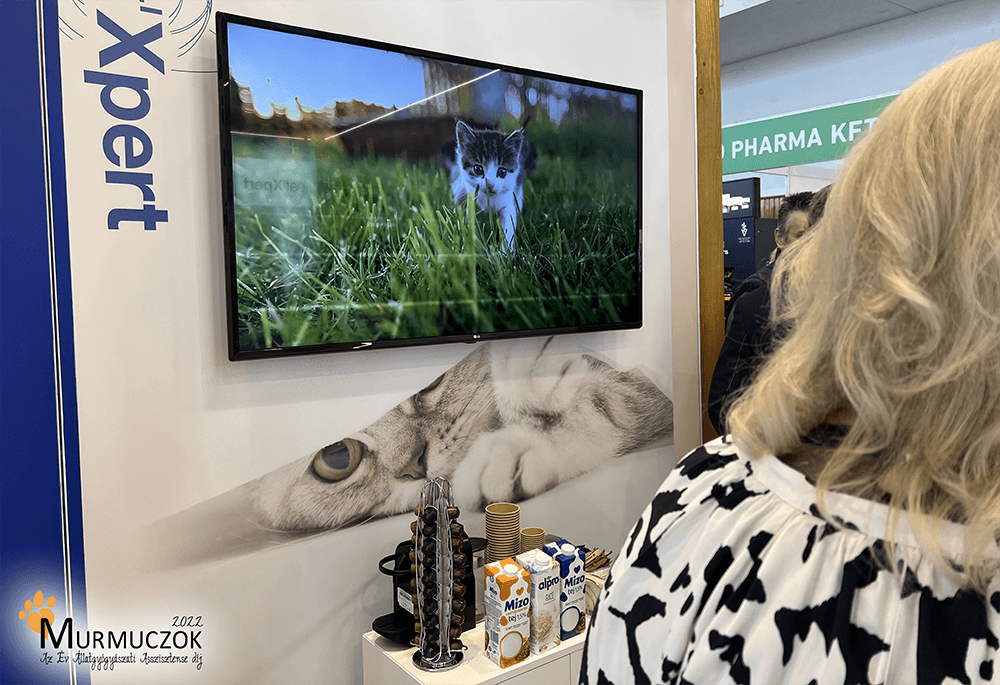 asszisztens-dij-2022-10