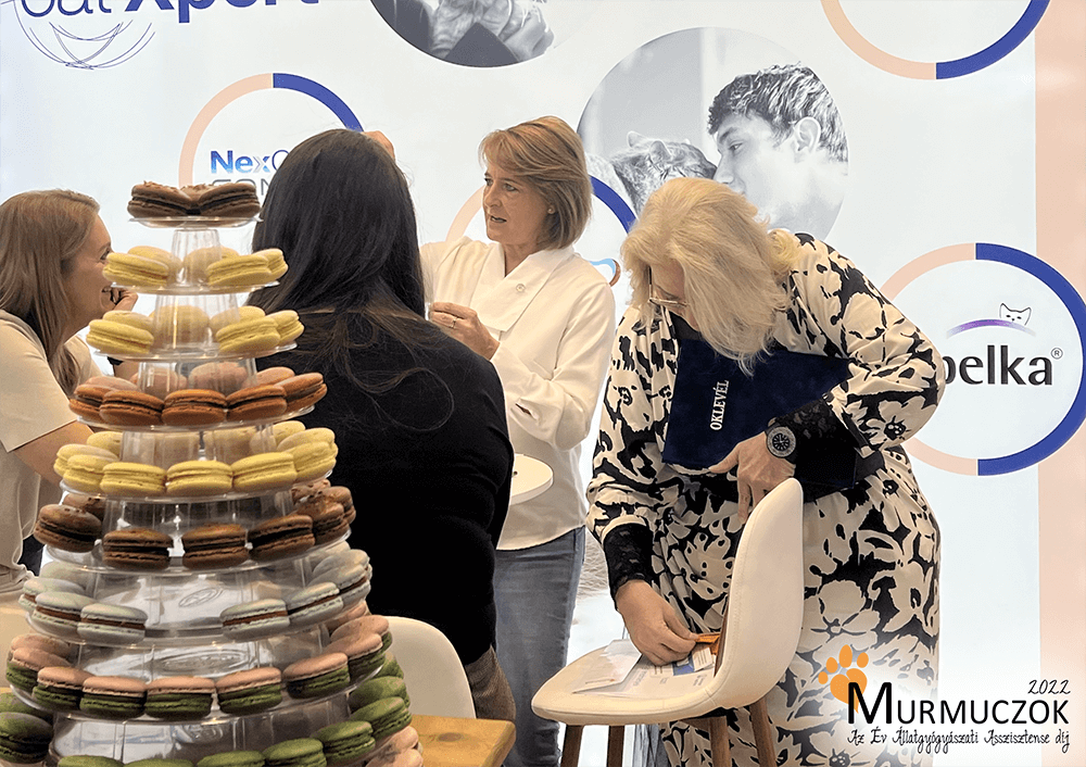 asszisztens-dij-2022-5